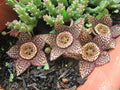 Orbea Variegata Cutting - 3" Rare Lifesaver Plant - Amazing Bloomer, Unique Color, Succulent Variety