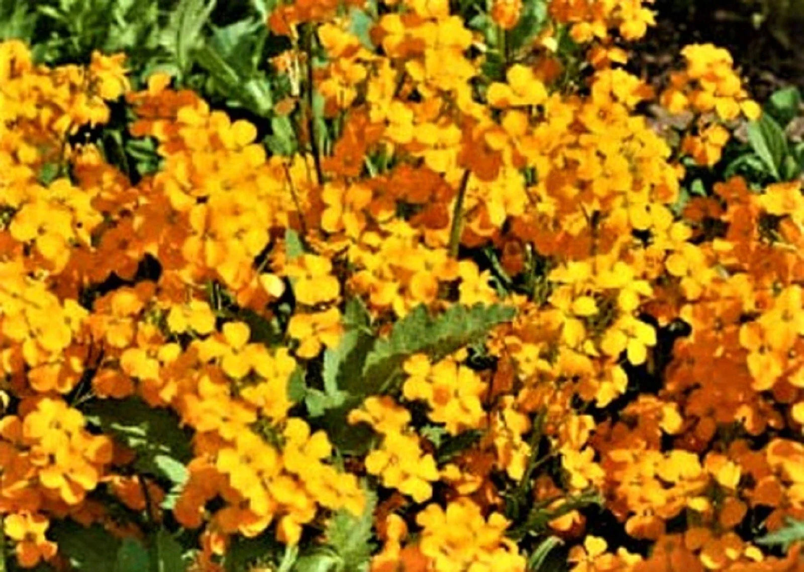 Siberian Wallflower Seeds - 200+ Non-GMO Seeds for Planting - Erysimum x cheiri - Buy 4 Get Free Shipping