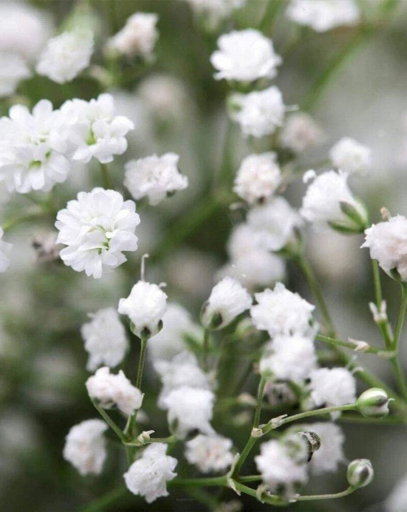 Gypsophila 'Double Snowflake' Seeds - 35 Pack - Baby's Breath Flower Seeds - Elegant White Blooms for Garden or Floral Arrangements