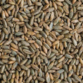Organic Rye Berries 12 oz - Healthy, High in Fiber and Iron - Whole Grain Superfood (Secale cereale)