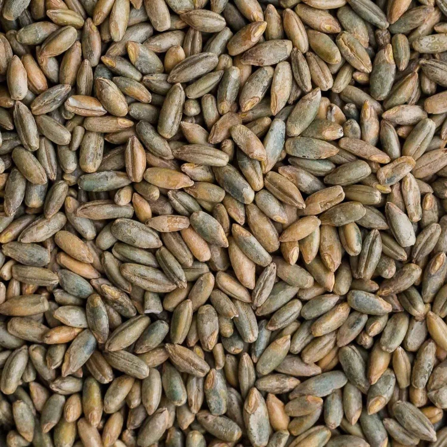 Organic Rye Berries 12 oz - Healthy, High in Fiber and Iron - Whole Grain Superfood (Secale cereale)
