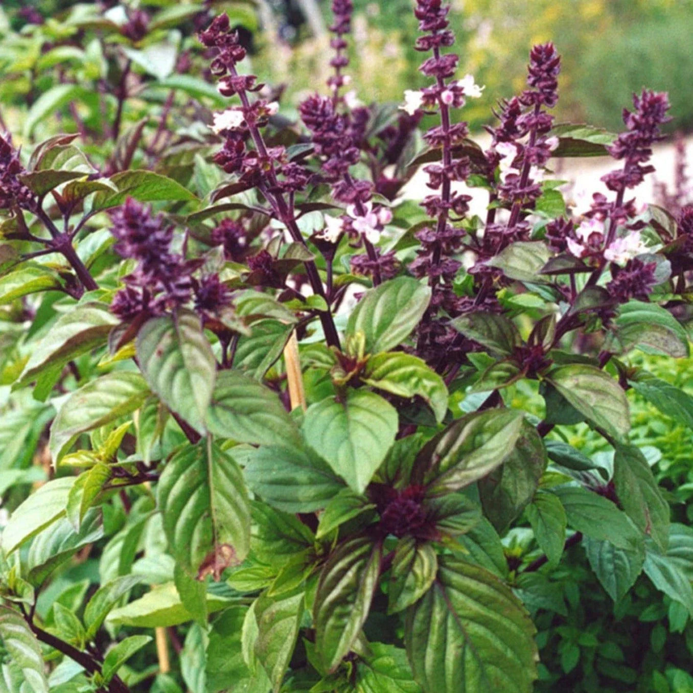 Licorice Basil Seeds - Anise Flavor Herb for 2025 Planting, Ocimum Basilicum