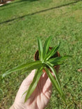 Solid Green Spider Plant 2" Pot - Air Purifying Indoor Plant, Easy Growth, Chlorophytum comosum