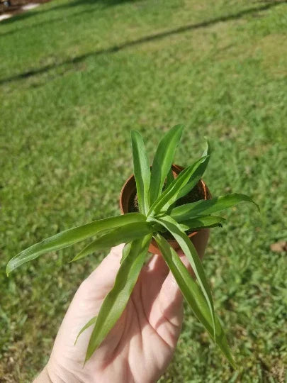 Solid Green Spider Plant 2" Pot - Air Purifying Indoor Plant, Easy Growth, Chlorophytum comosum