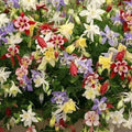Wildflower Mix Seeds 1000+ Count - Shade Perennials for Pollinators - Non-GMO Wildflowers