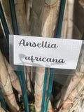 Orchid Cuttings 5 Pack Ansellia Africana for Propagation - Live Plant Cuttings for Home Gardening