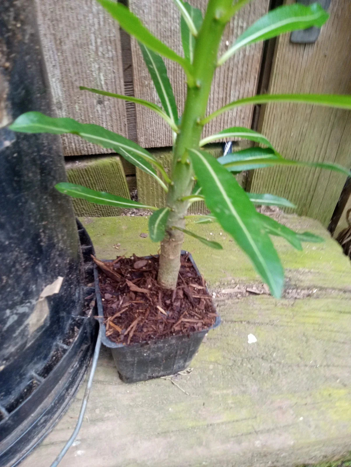 Pachypodium Rutenbergianum Potted Plant - 12 to 16 Inches Tall, Fully Rooted, Unique Succulent