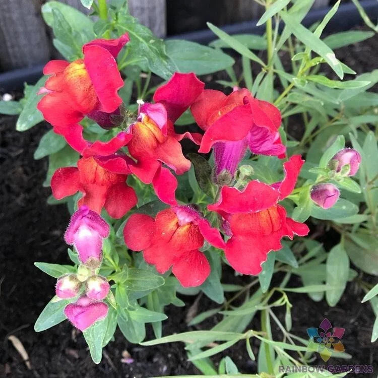Frosted Flames Snapdragon Seeds - 1000+ Count - Antirrhinum majus - Garden Planting - USA