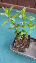 Organic Mojito Mint Plants 3-Pack - Mentha Villosa - Perennial Herb, Easy to Grow, Zones 5-9, Bare Root, 1-2 ft Tall