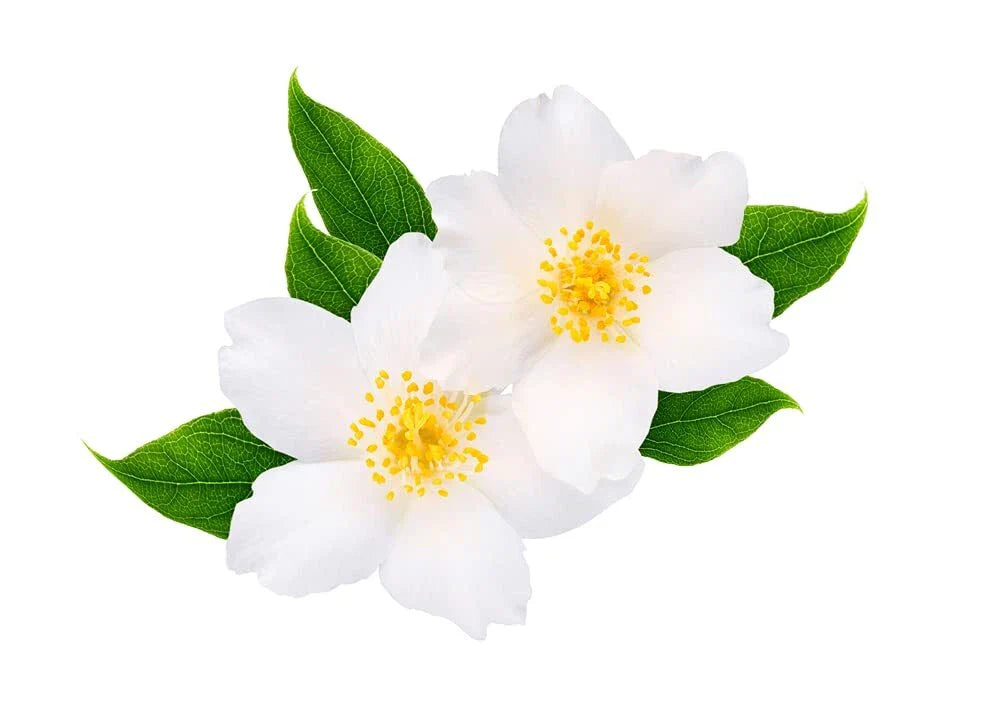 White Jasmine Tree Seeds - 25+ Seeds - Vibrant White Flowers - Easy to Grow - Jasminum sambac