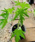 Organic Dwarf Papaya Plants 10" - Solo Hawaiian Tropical Fruit Trees - Carica papaya (2PCS)
