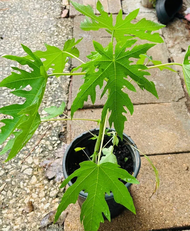 Organic Dwarf Papaya Plants 10" - Solo Hawaiian Tropical Fruit Trees - Carica papaya (2PCS)