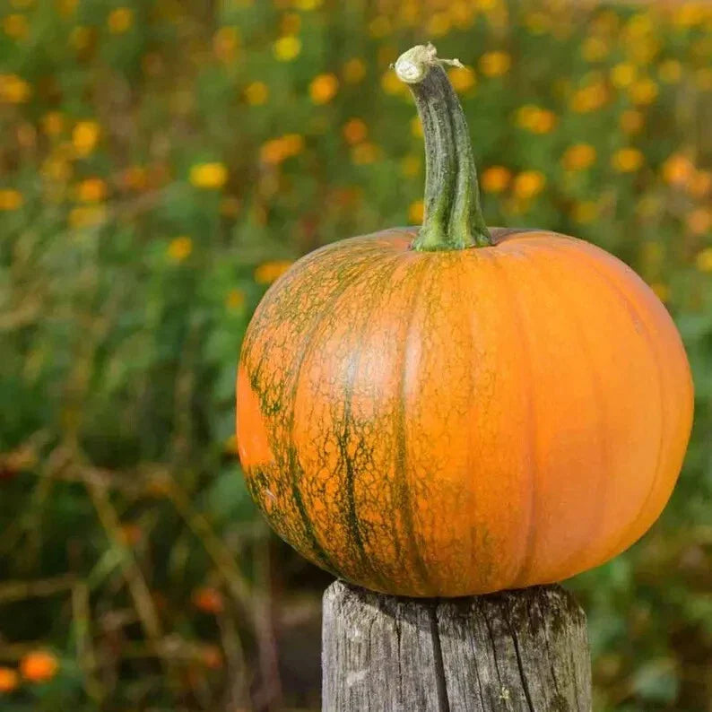 Organic Sugar Pie Pumpkin Seeds - 10 Pack - USA Grown - Heirloom Variety - Cucurbita pepo