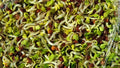 Sprouting Mix - Health Blend - Nutritious Flavor - Powerhouse of Nutrition - Organic Seed Mix for Sprouts