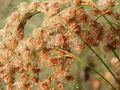 Wool Grass Seeds - 1000 Count - Native Pond Water Plant - Scirpus cyperinus - Buy USA GroCo