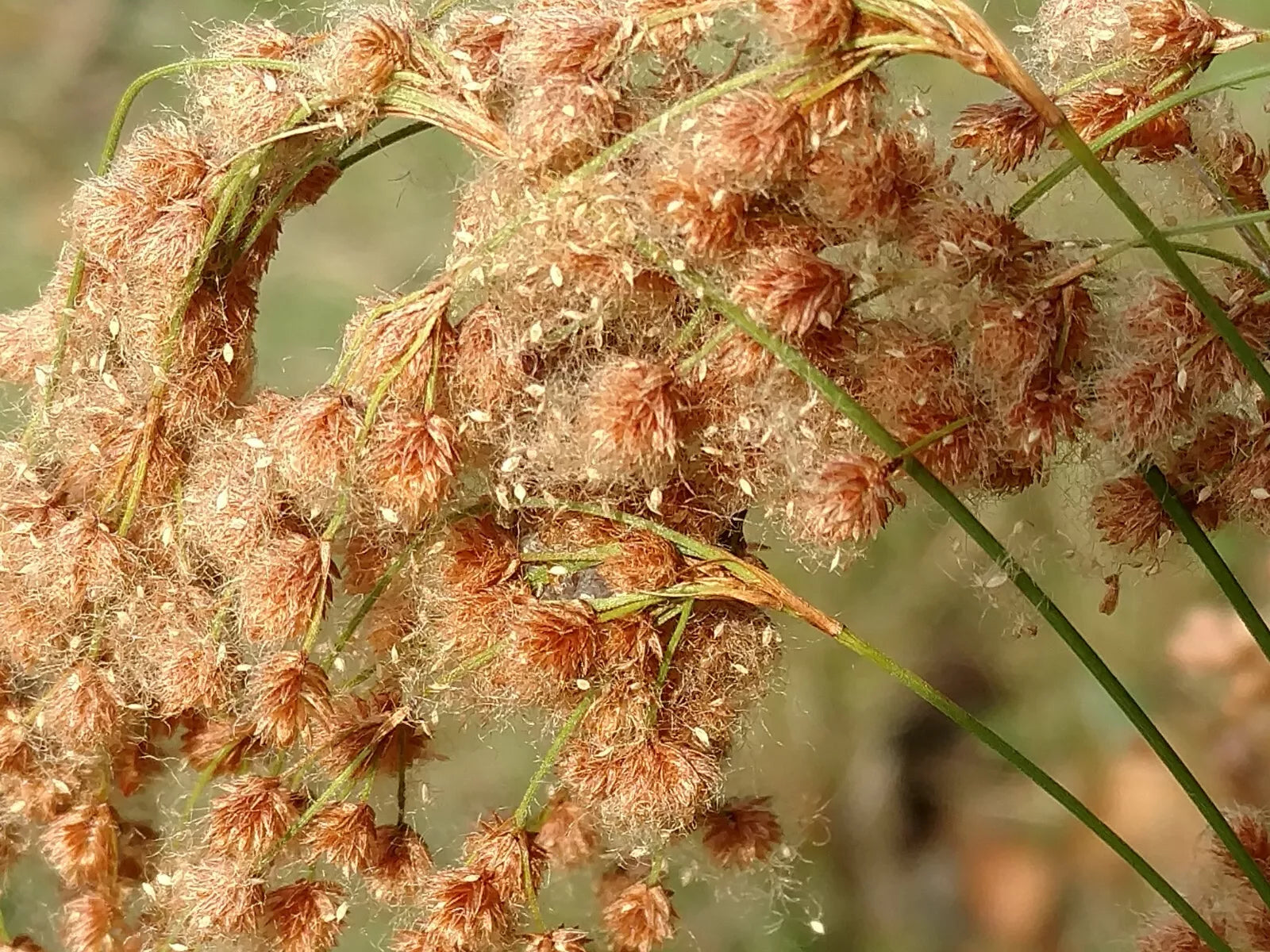 Wool Grass Seeds - 1000 Count - Native Pond Water Plant - Scirpus cyperinus - Buy USA GroCo