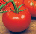 ACE 55 VF Tomato Seeds Bulk 300 Low Acid Variety Vigorous Growth (Solanum lycopersicum)