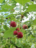 Serviceberry Seeds | 15 Pack | Juneberry | Amelanchier Arborea | Florida Native Berry