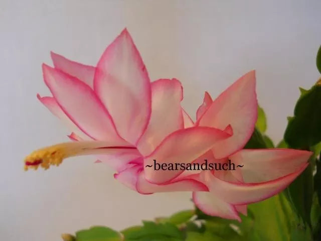 Schlumbergera Starter Plant - Epric's Star - Christmas Cactus - Live Houseplant
