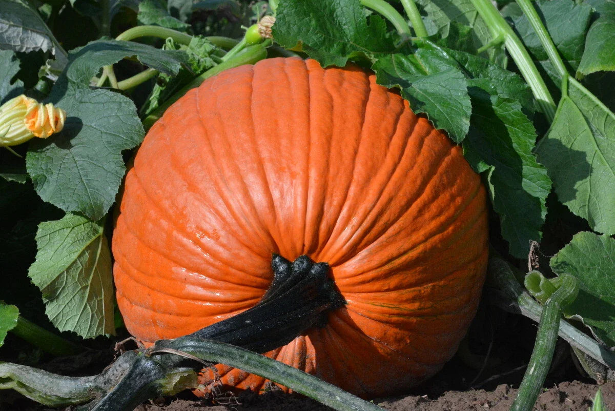 Pumpkin Seed - Fresh Large Jack O'Lantern - Everest Pumpkins - Cucurbita pepo