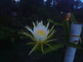 Unrooted Dragon Fruit Cutting 8-10" Hylocereus undatus