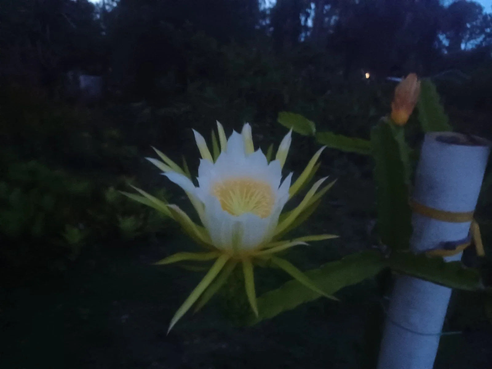 Unrooted Dragon Fruit Cutting 8-10" Hylocereus undatus