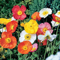 Organic Poppy Mix Seeds - 200 Count - Non-GMO, USA Grown, Heirloom Varieties for Garden Planting