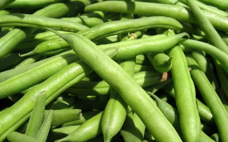 Green Bean Seeds - State Half Runner Variety - Fresh Non-GMO Seeds for Planting - Phaseolus vulgaris