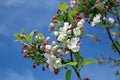 Pink Lady Apple Tree - 6ft Live Plant for Outdoor Gardening - Malus domestica