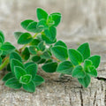 Oregano 'Origanum' Live Herb Plant 4" Pot Bare Root Set of 2 - Culinary Perennial