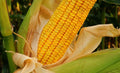 Yellow Dent Corn Seeds - 100 Seeds - Non-GMO, USA Grown - Zea mays