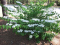 Shasta Doublefile Viburnum 6"+ Live Plant, Viburnum plicatum 'Shasta', Bare Root, White Flowers, Zones 5-8