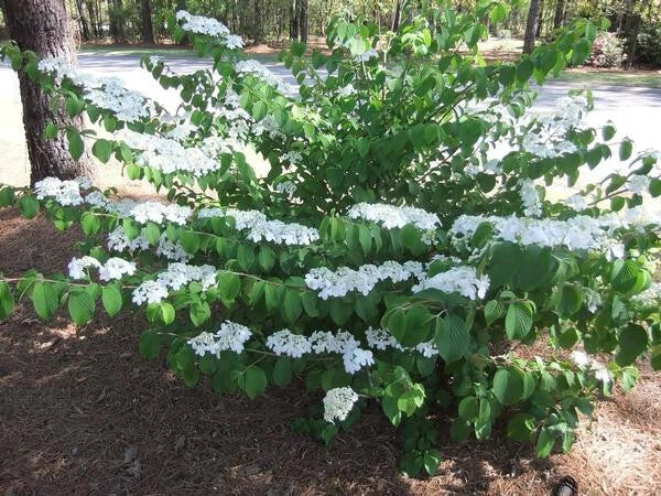 Shasta Doublefile Viburnum 6"+ Live Plant, Viburnum plicatum 'Shasta', Bare Root, White Flowers, Zones 5-8
