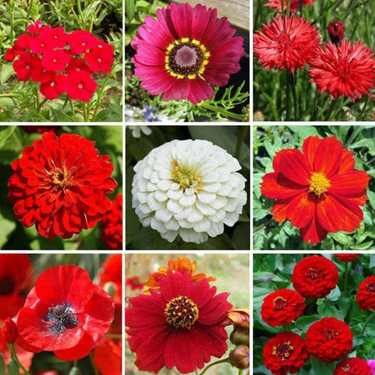 Wildflower Mix 1000 Seeds BIG RED Heirloom Flowers for Hummingbirds & Bees, Non-GMO, USA Native Blend