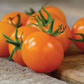 Sun Sugar Tomato Seeds, 10 Seeds, Easy to Grow, Sunsugar Cherry Tomato (Solanum lycopersicum)