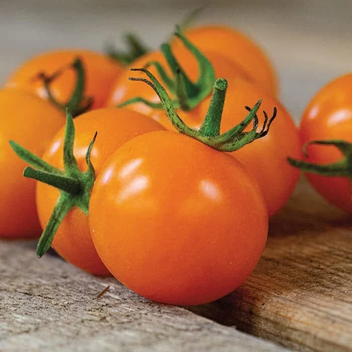 Sun Sugar Tomato Seeds, 10 Seeds, Easy to Grow, Sunsugar Cherry Tomato (Solanum lycopersicum)