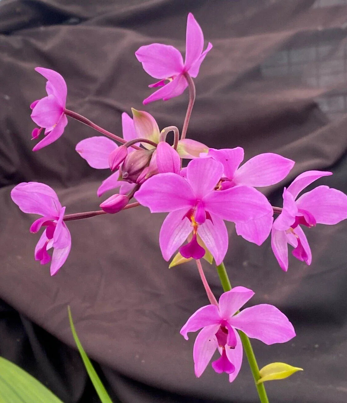 Rooted Spathoglottis Plicata Orchid Plant 3" Pot Terrestrial Variety