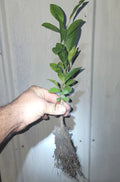 Organic Satsuma Orange Tree Seedlings - Ideal for Home Gardens - Citrus unshiu