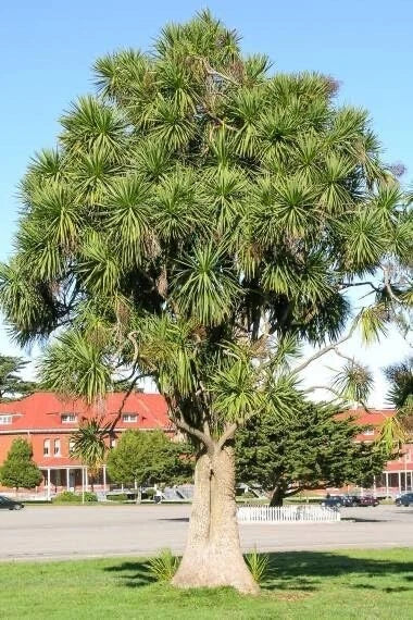 Cabbage Palm Tree Seeds 30 Count - Cordyline Australis - Ideal for Planting, Tropical Garden, Landscape Use