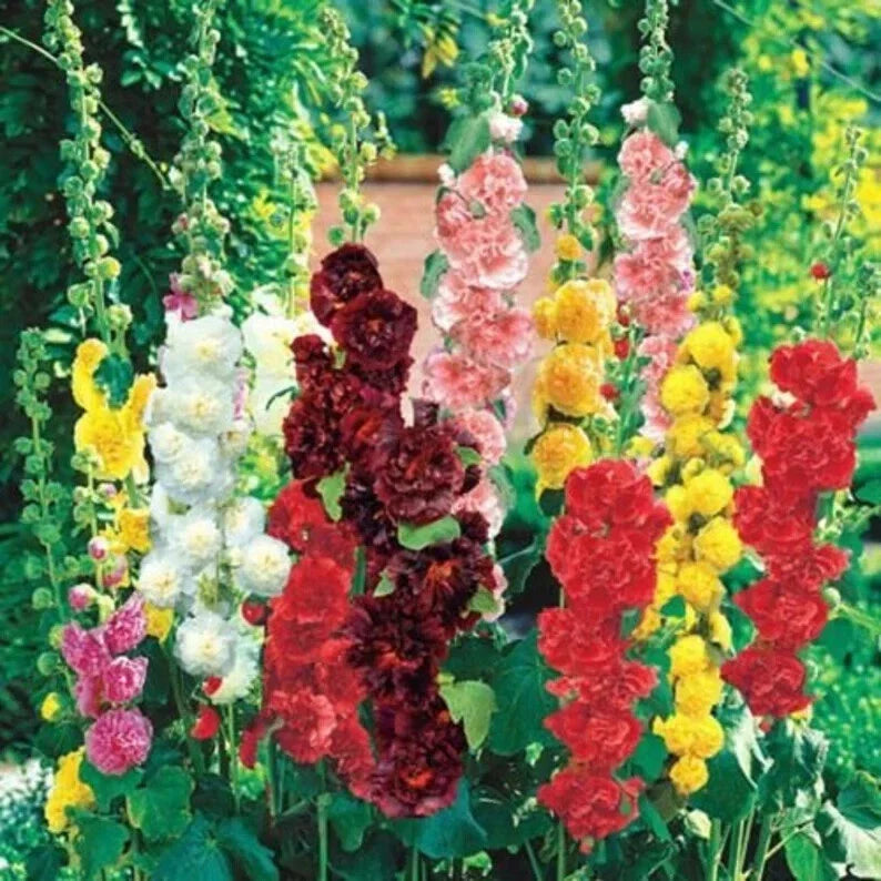 Hollyhock Seeds Mix - 100 Organic Summer Carnival Seeds - Alcea rosea - USA Grown, Free Shipping