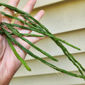 Rhipsalis Cuttings - 3 Pieces - Minor Variety - Rhipsalis paradoxa - 6 Inches Each - Tropical Succulent Plant