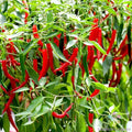 Skyline Red Hot Pepper Seeds - 25+ Count - Capsicum annuum - Ideal for Garden Planting - USA