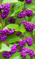 American Beauty Berry Bush Seedling 6" Tall Live Plant - Purple Berries, Callicarpa americana