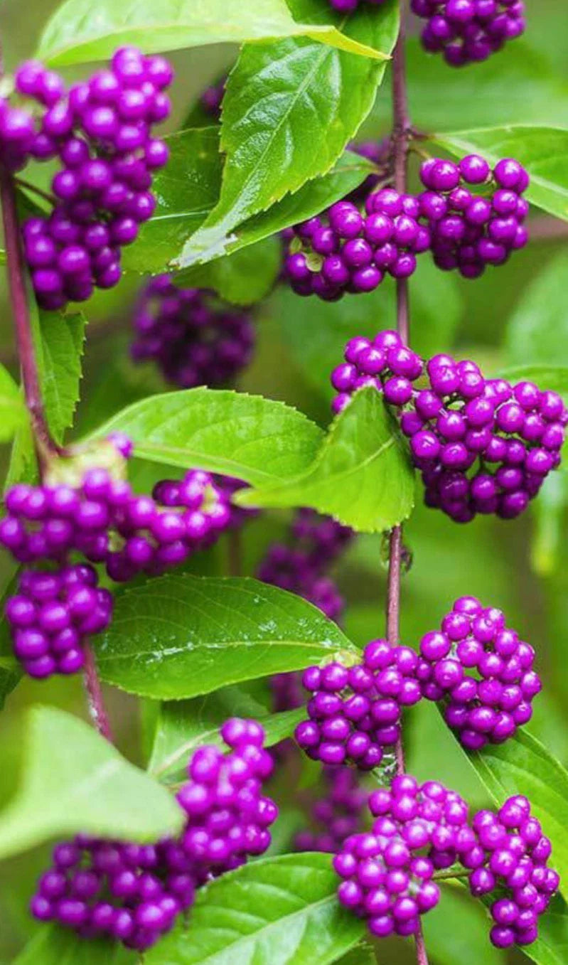 American Beauty Berry Bush Seedling 6" Tall Live Plant - Purple Berries, Callicarpa americana