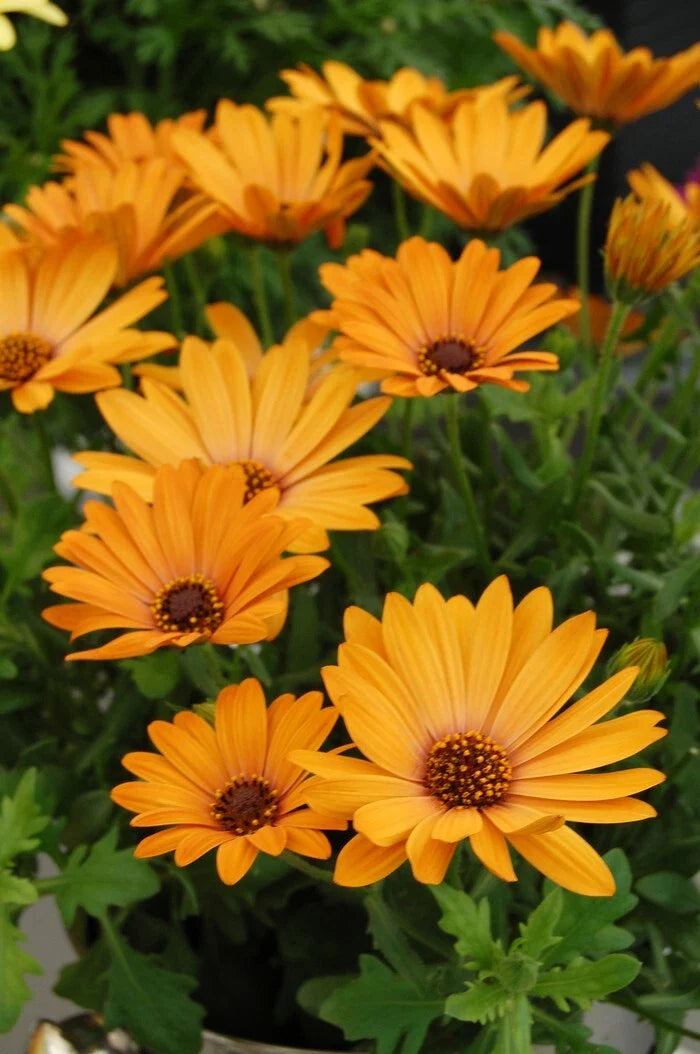Yellow Cape Daisy Seeds - 200+ Pack for Garden Planting - Osteospermum - USA Grown - Free Shipping