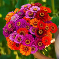 Purple Dream Mix Zinnia Seeds - 100+ Count - Garden Planting - Zinnia elegans - USA