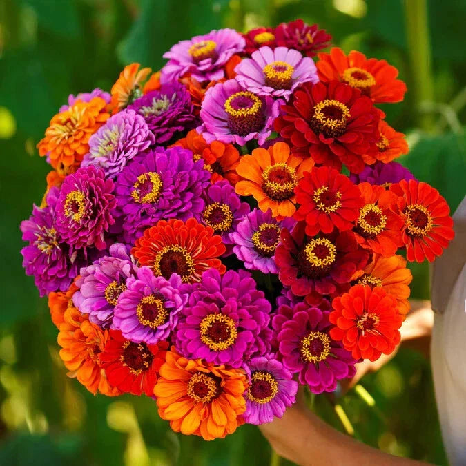 Purple Dream Mix Zinnia Seeds - 100+ Count - Garden Planting - Zinnia elegans - USA
