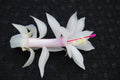 Christmas Cactus Starter Plant - Livia Variety - Schlumbergera Truncata - Indoor Houseplant Gift