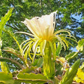 Dragon Fruit Rooted Cuttings - 4" Mystery Varieties - Hylocereus spp.
