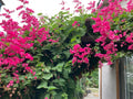 Coral Vine Seeds - Pink Flower Mexican Creeper (Antigonon leptopus) - Chain of Love Plant for Garden or Landscape